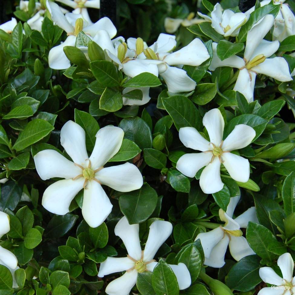 Promesse de Fleurs - Gardénia rustique Pinwheel Pot de 2L/3L - Image 3