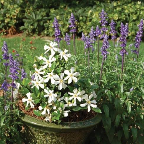 Promesse de Fleurs - Gardénia rustique Pinwheel Pot de 2L/3L - Image 4