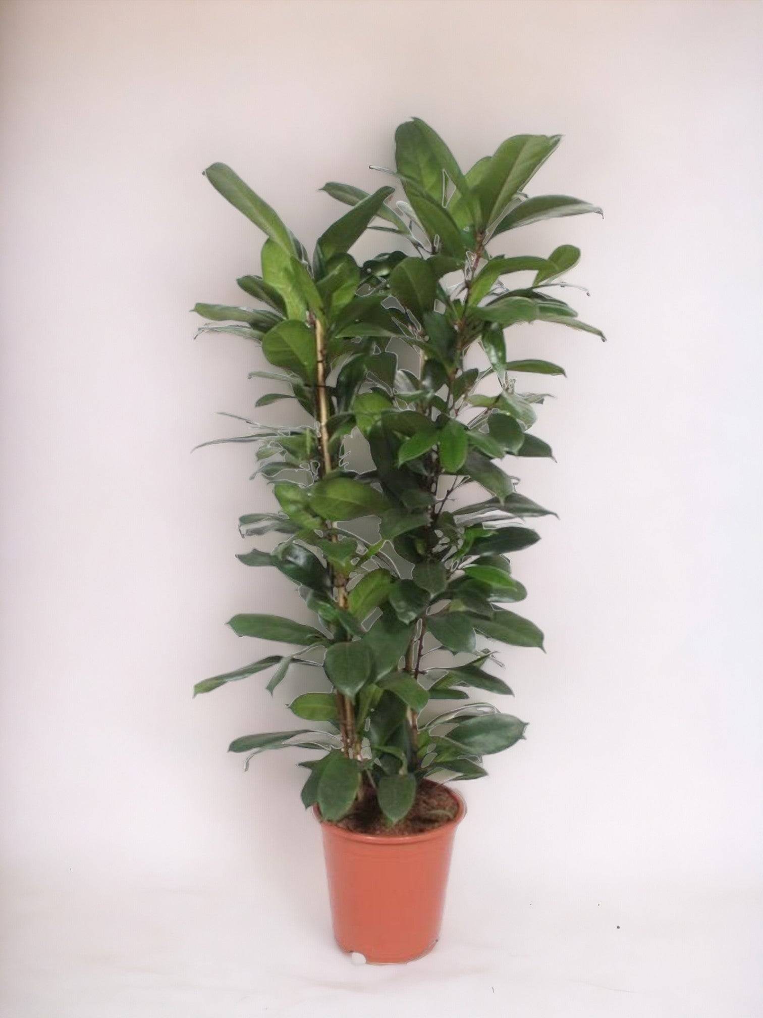 Ficus Cyathistipula - D27 H120cm - Image 1