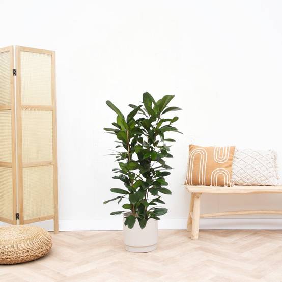 Ficus Cyathistipula - D27 H120cm - Image 2