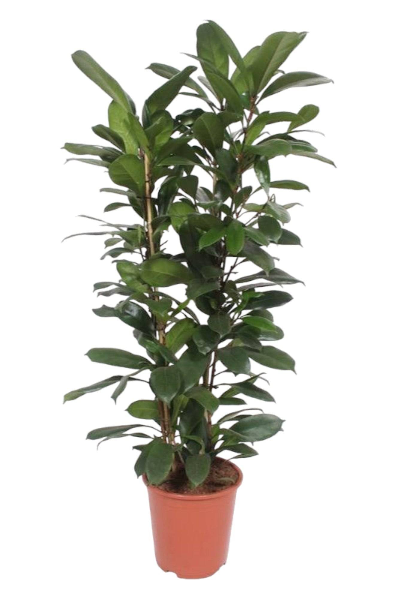 Ficus Cyathistipula - D27 H120cm - Image 3