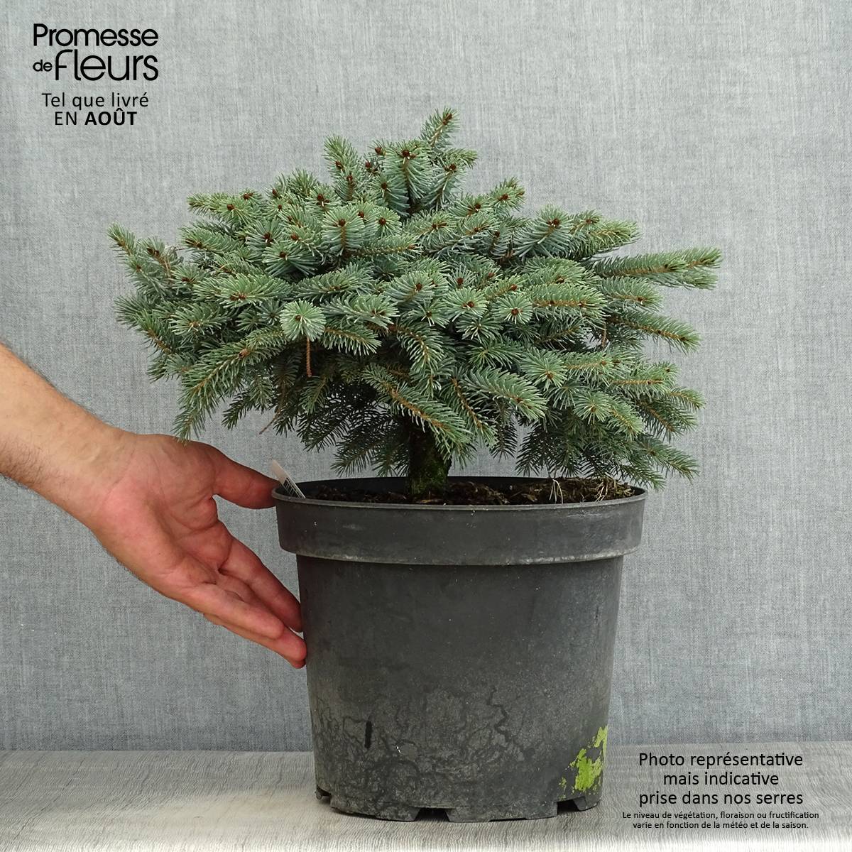 Epicéa nain - Picea mariorika Machala      Pot de 4L/5L - Image 2