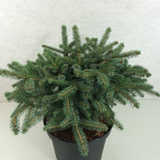 Epicéa nain - Picea mariorika Machala Pot de 4L/5L - Image 1