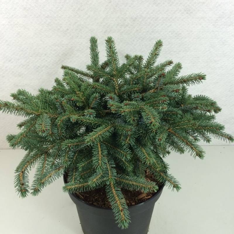 Promesse de Fleurs - Epicéa nain - Picea mariorika Machala      Pot de 4L/5L