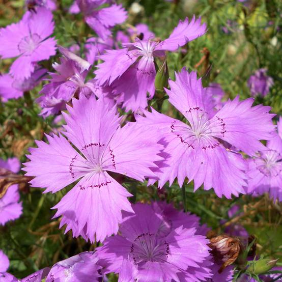 Graines d'Oeillet du fleuve Amour Siberian Blues - Dianthus amurensis le sachet de 350 graines environ (0,2g)