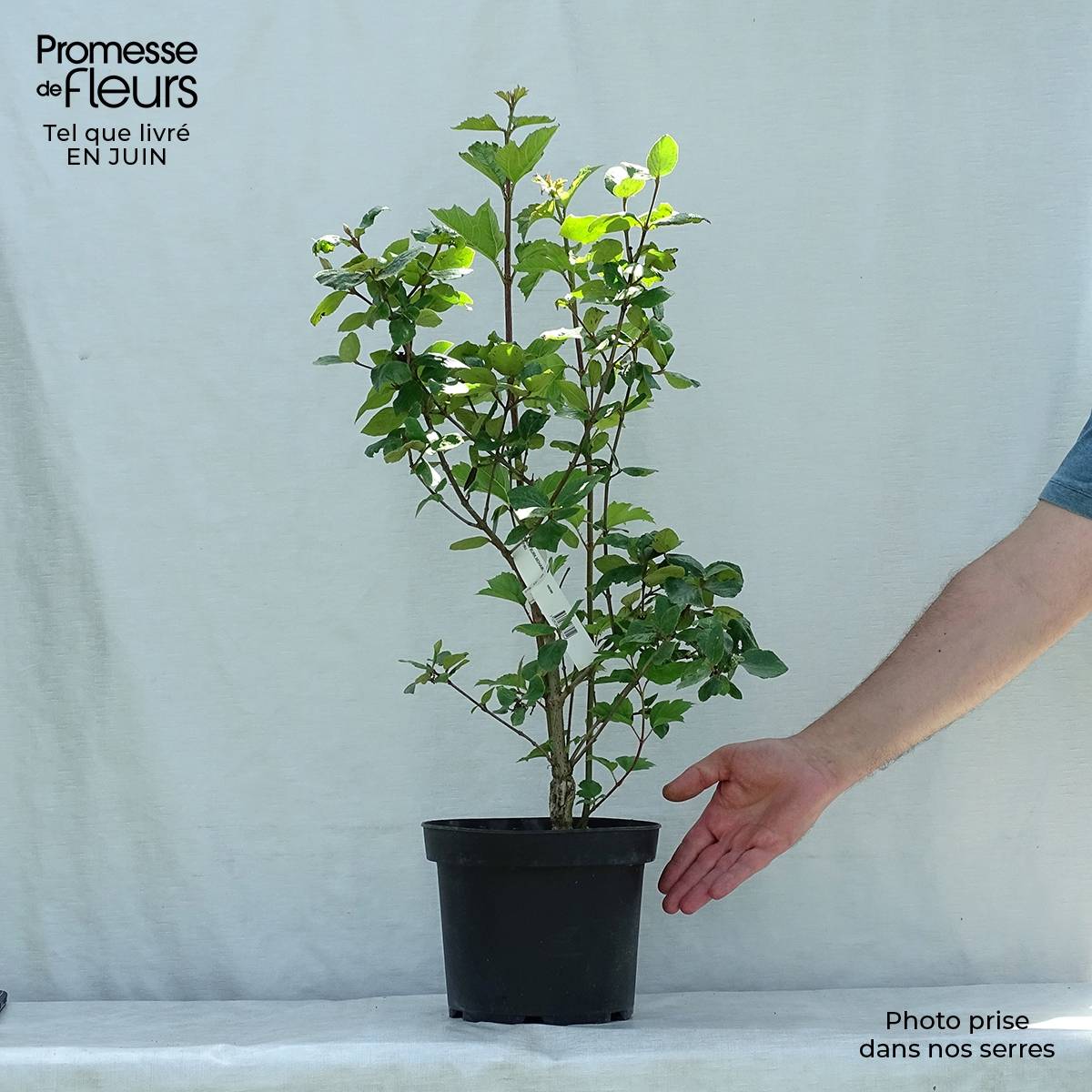 Promesse de Fleurs - Viorne du Burkwood - Viburnum x burkwoodii Mohawk Pot de 4L/5L - Image 2