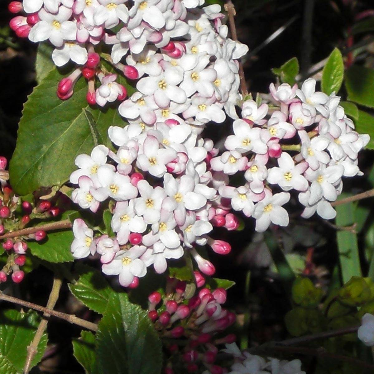 Promesse de Fleurs - Viorne du Burkwood - Viburnum x burkwoodii Mohawk Pot de 4L/5L - Image 1