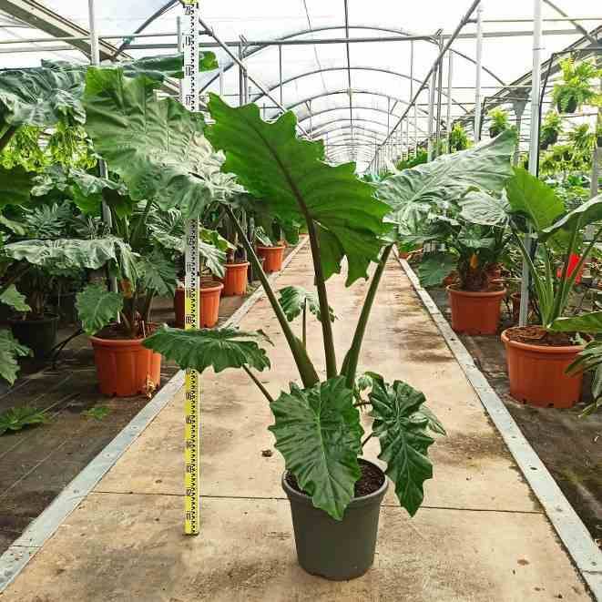 0 - Alocasia portodora (Oreille d'éléphant Géant, Taro) Pot de 80L - 150/175cm - Image 2