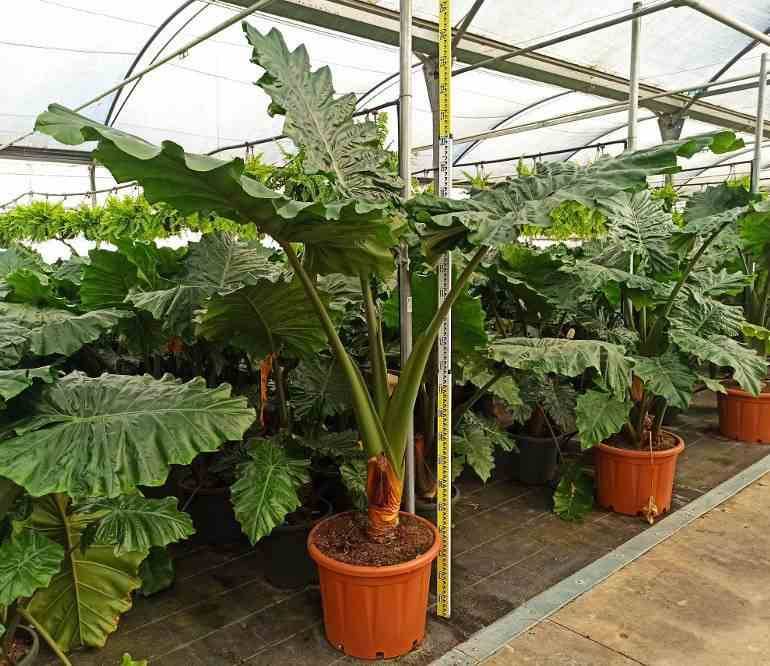 0 - Alocasia portodora (Oreille d'éléphant Géant, Taro) Pot de 80L - 150/175cm - Image 1