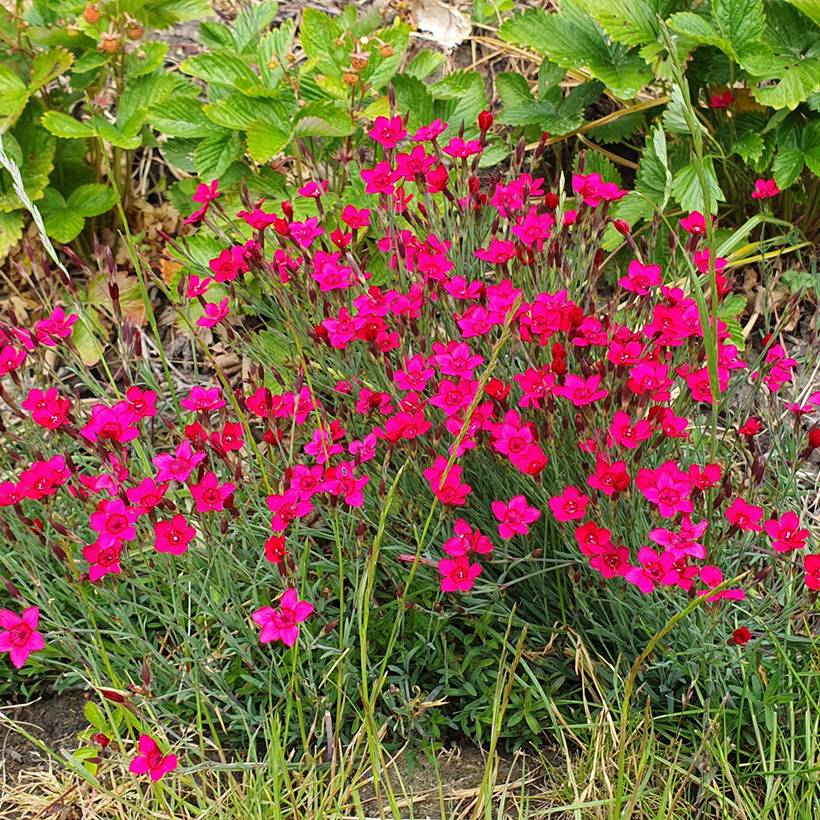 Graines d'Oeillet à delta Brilliant - Dianthus deltoides le sachet de 1450 graines environ (0,3g)
