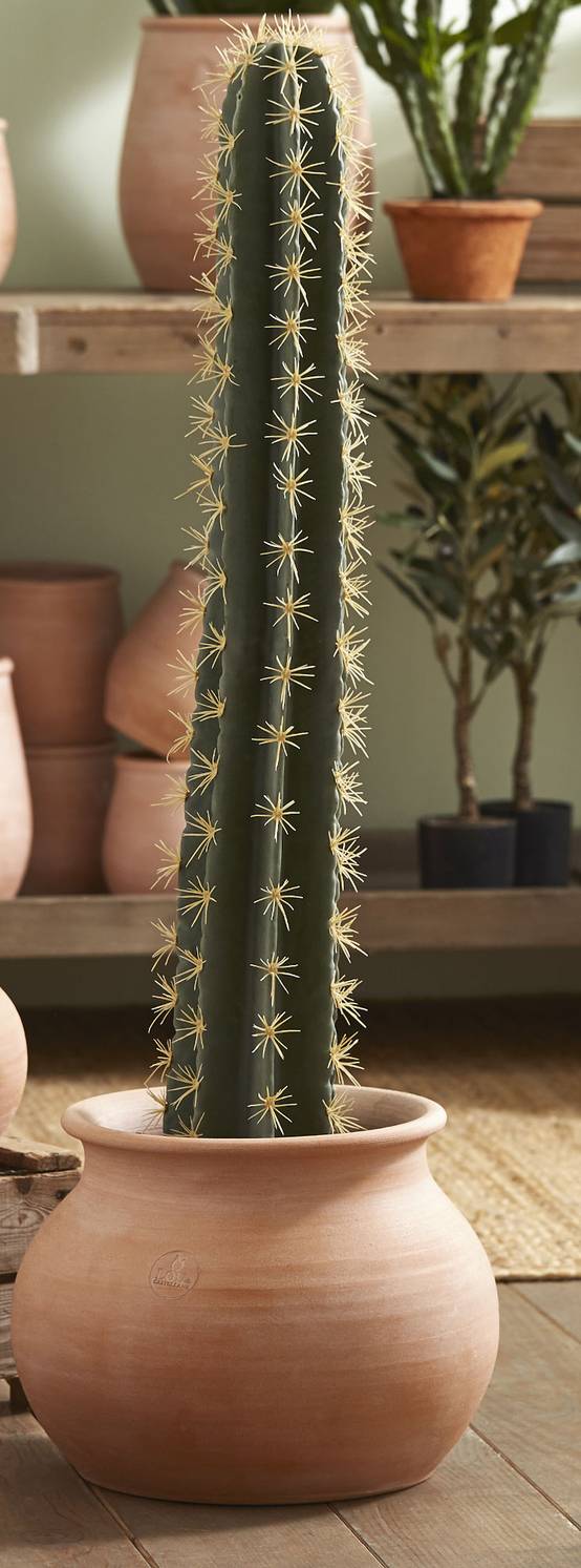 Cactus cierge en pot 104 cm