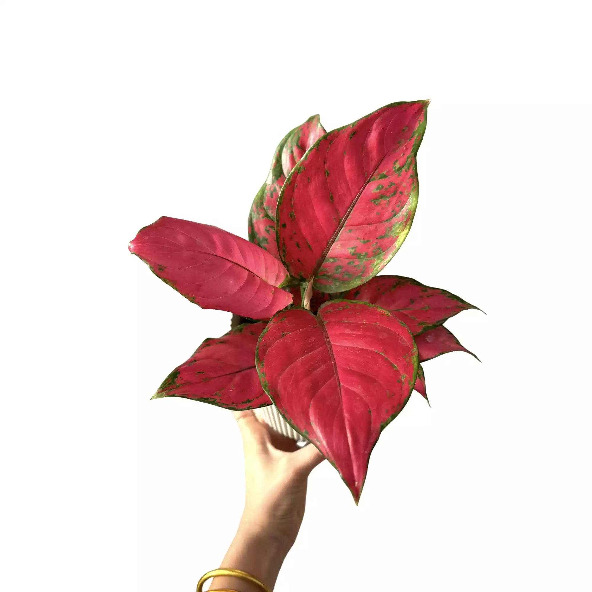 Aglaonema Cherry Baby - Pot de 12cm - Plantes d'intérieur