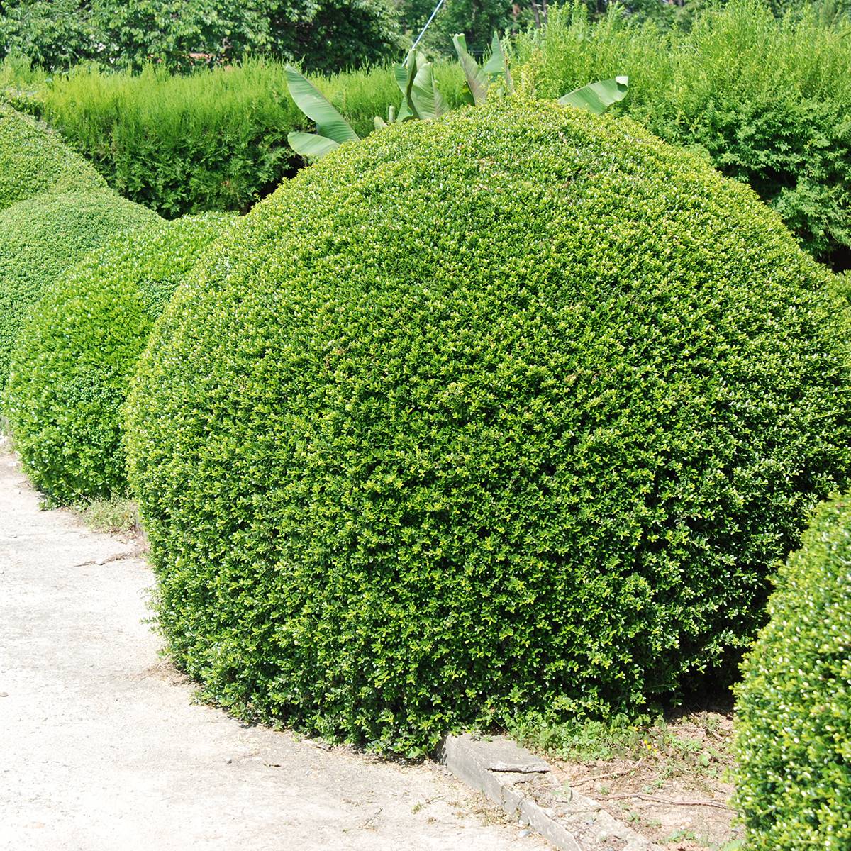 Houx crénelé - Ilex crenata Dark Green  Pot de 2L/3L, Boule, Boule 15/20 cm diamètre