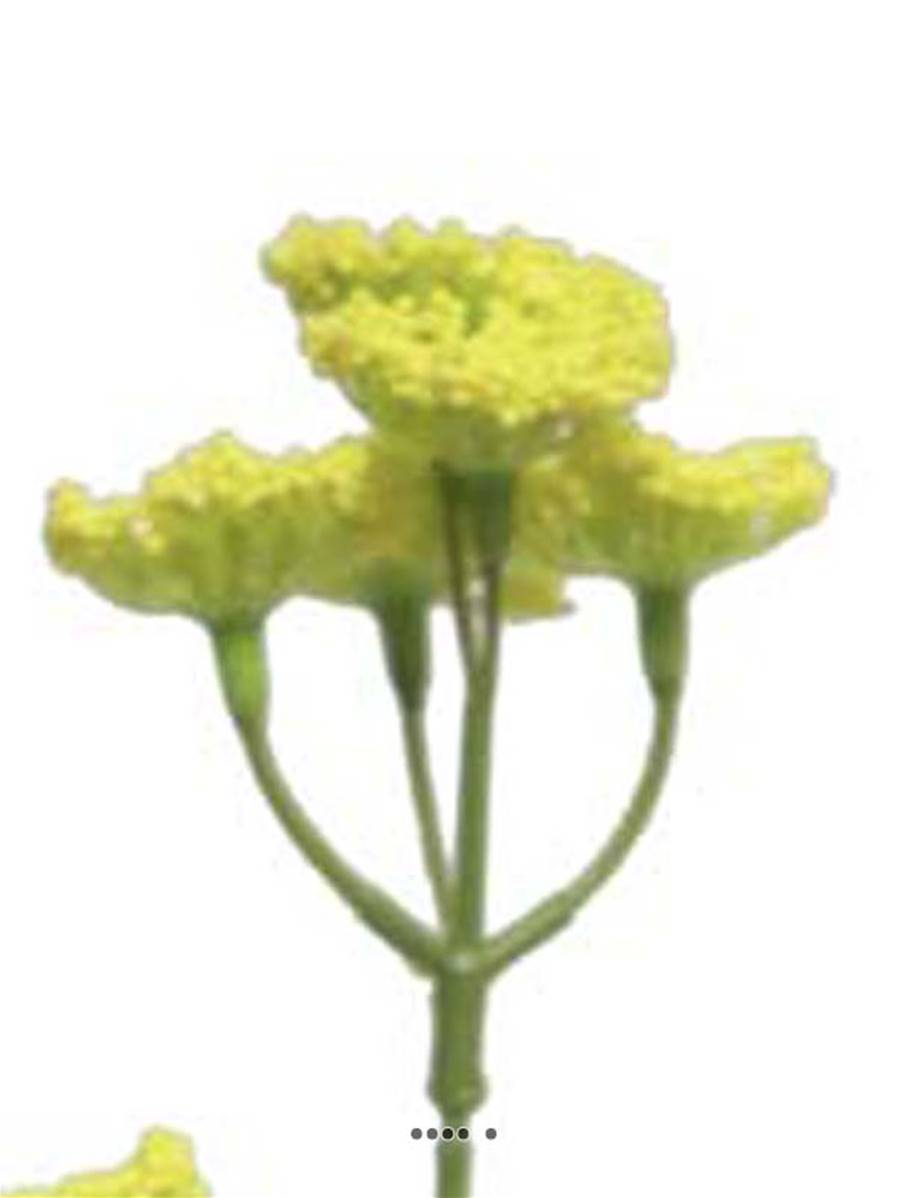 Artificielles - Achillée artificielle en tige, H 52 cm Jaune - BEST - couleur: Jaune - Imagen 4