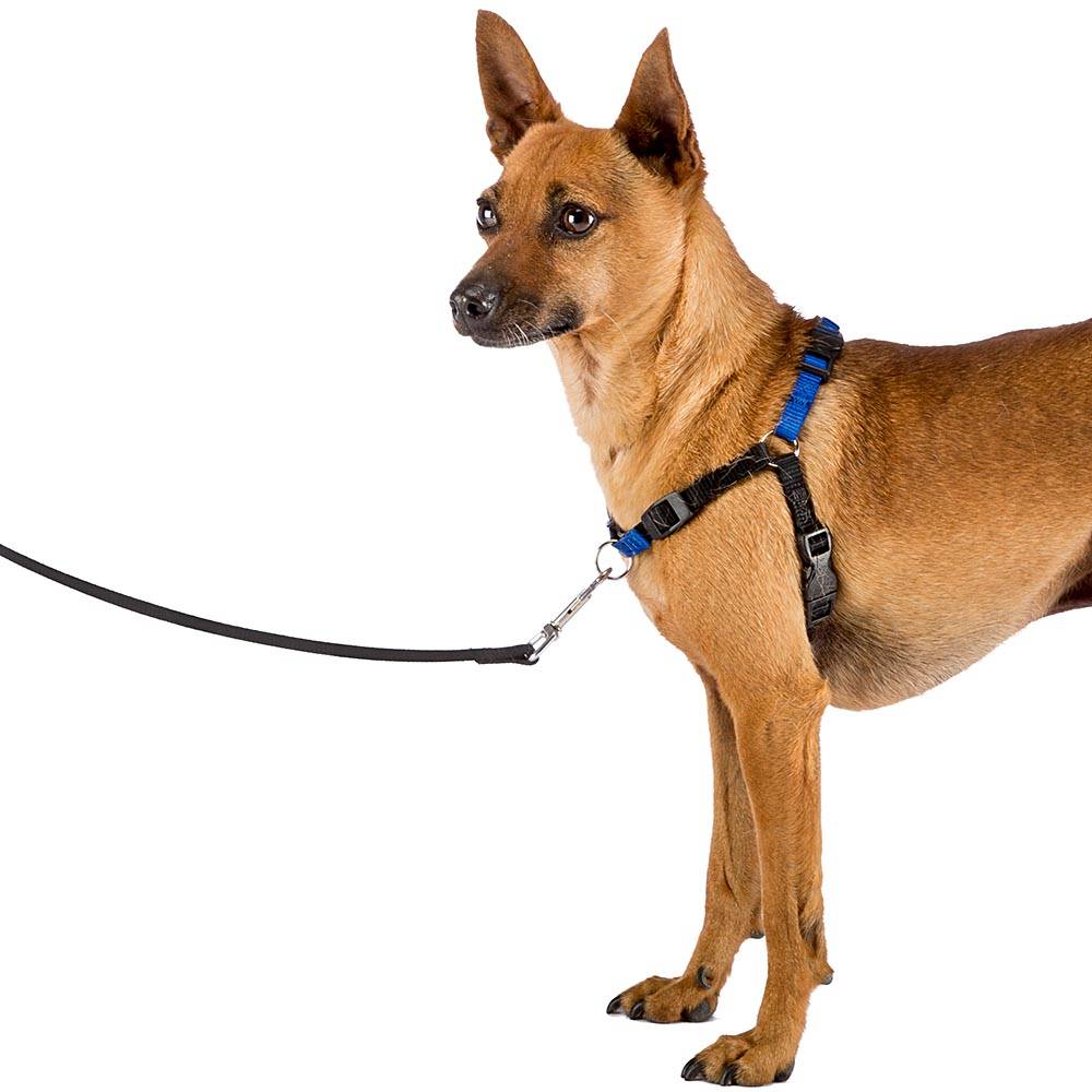 Ferplast - Ferplast COACH Harnais Petit Chien, harnais de dressage pour chien qui empêche de tirer pendant les promenades, contrôle maximal du chien, poitrine - Imagen 4