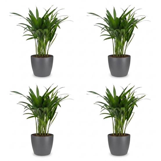 Palmier Areca - Dypsis lutescens - avec pot gris - lot de 4 - Ø12cm - ↕45cm - Plantes d’intérieur - Image 2
