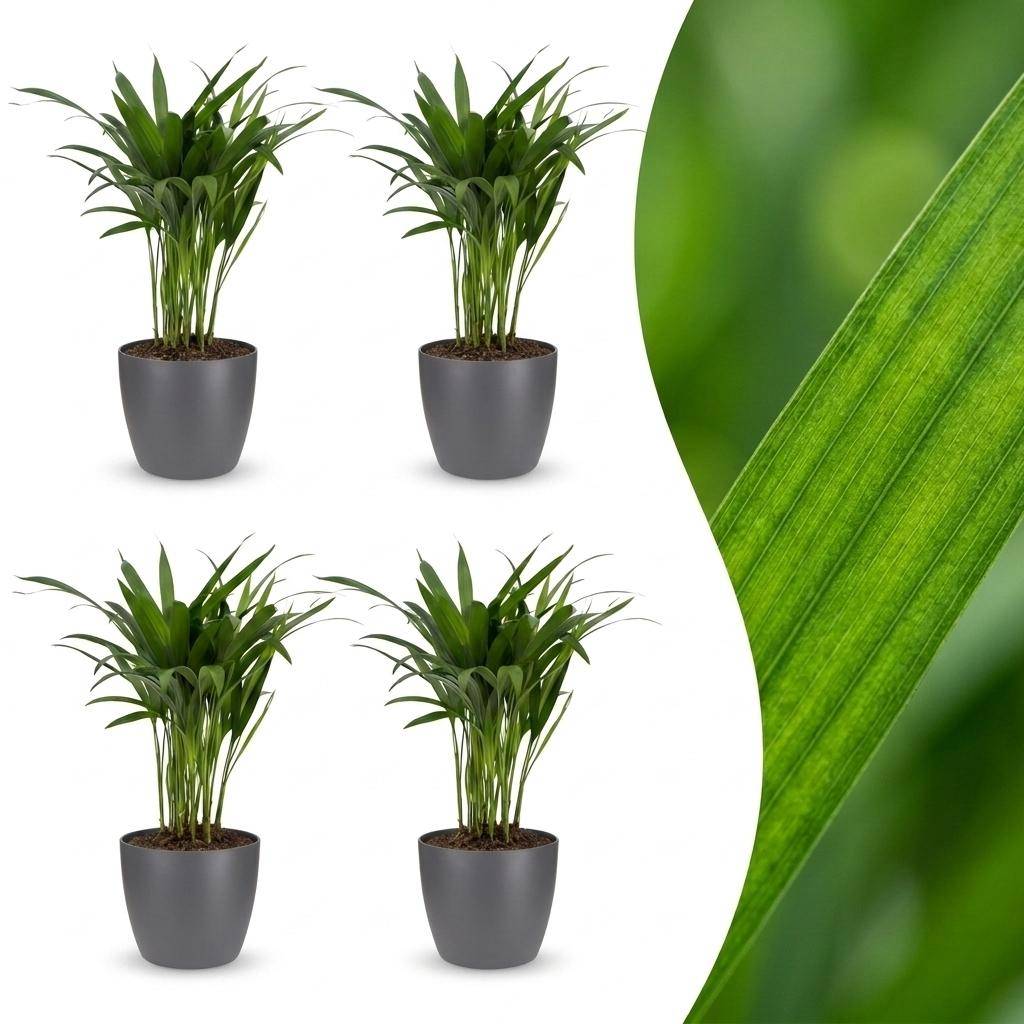 Palmier Areca - Dypsis lutescens - avec pot gris - lot de 4 - Ø12cm - ↕45cm - Plantes d’intérieur