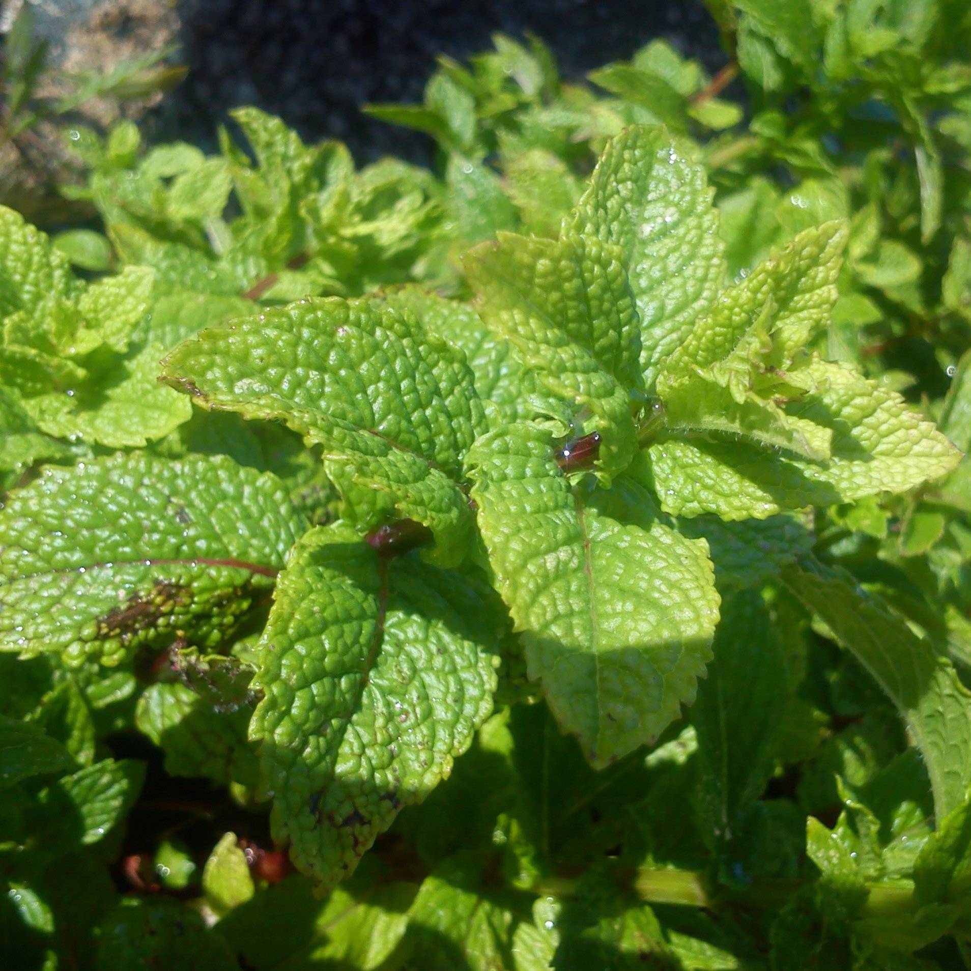 Menthe marocaine - Mentha spicata Nannah Pot de 1L/1,5L
