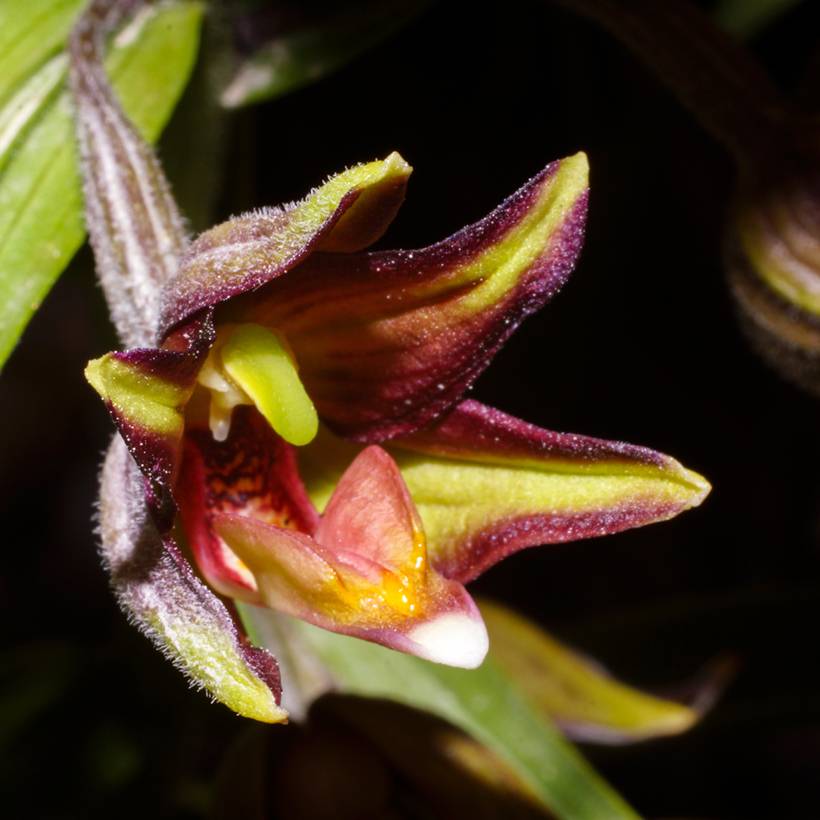 Epipactis veratrifolia - Orchidée de jardin Pot de 1L/1,5L