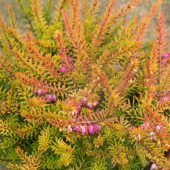 Promesse de Fleurs - Erica darleyensis Marie Helen - Bruyère d'hiver Pot de 1L/1,5L - Image 1