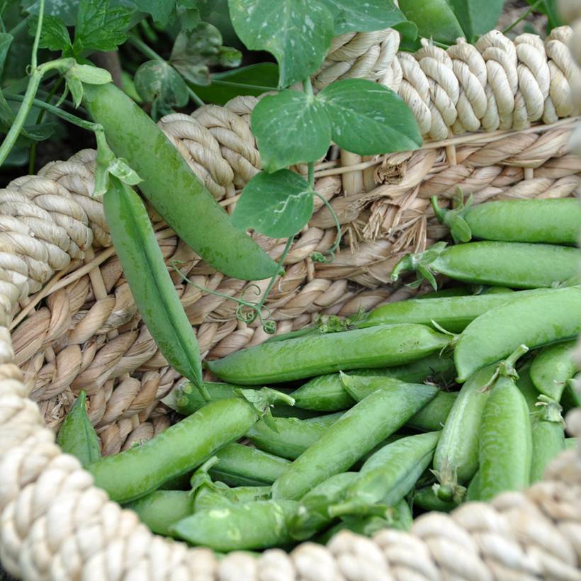 Promesse de Fleurs - Pois nain Merveille de Kelvedon (grains ridés ) - Pisum sativum le sachet de 250-350 graines environ (100g)