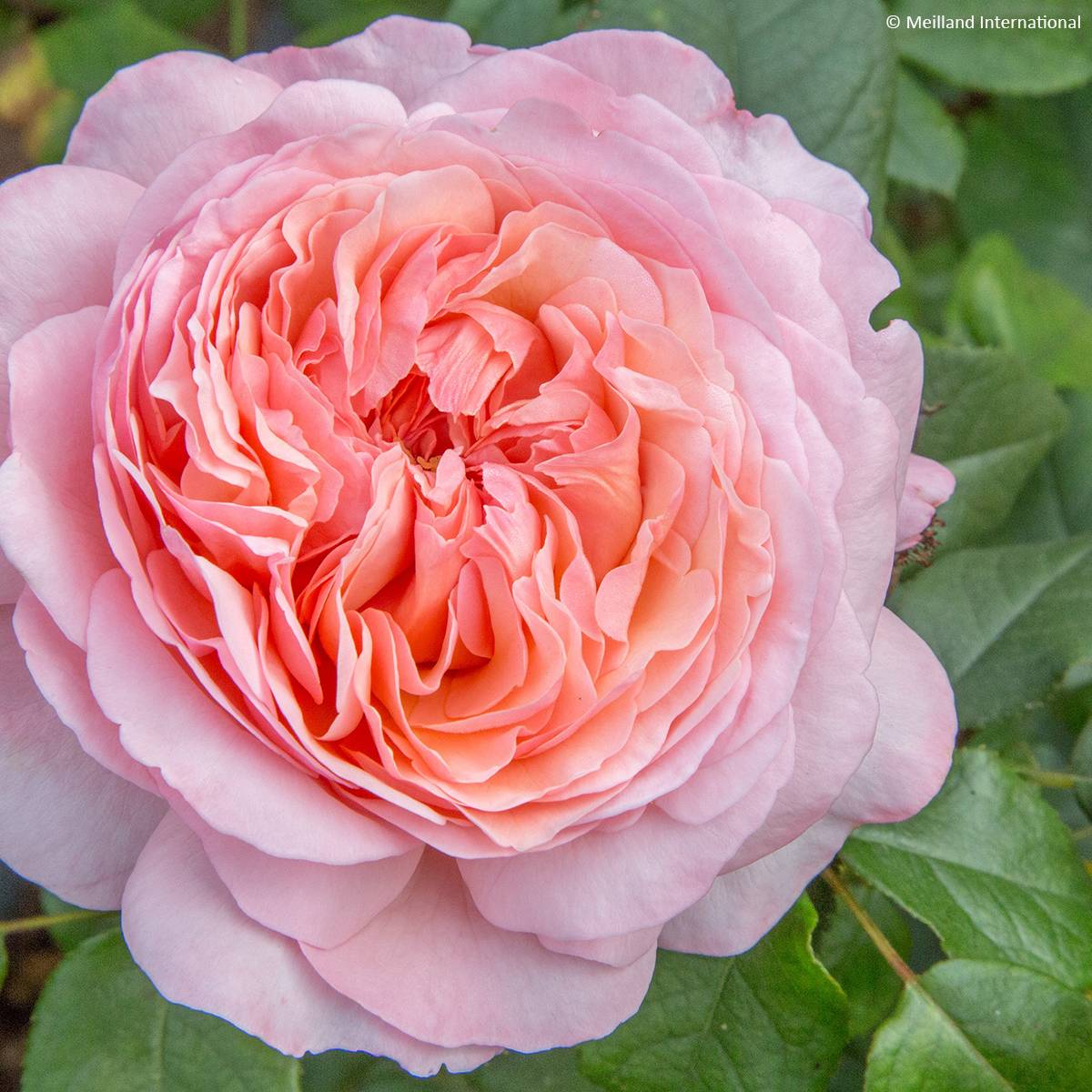 Promesse de Fleurs - Rosier à grandes fleurs Jean de la Fontaine Pot de 4L/5L