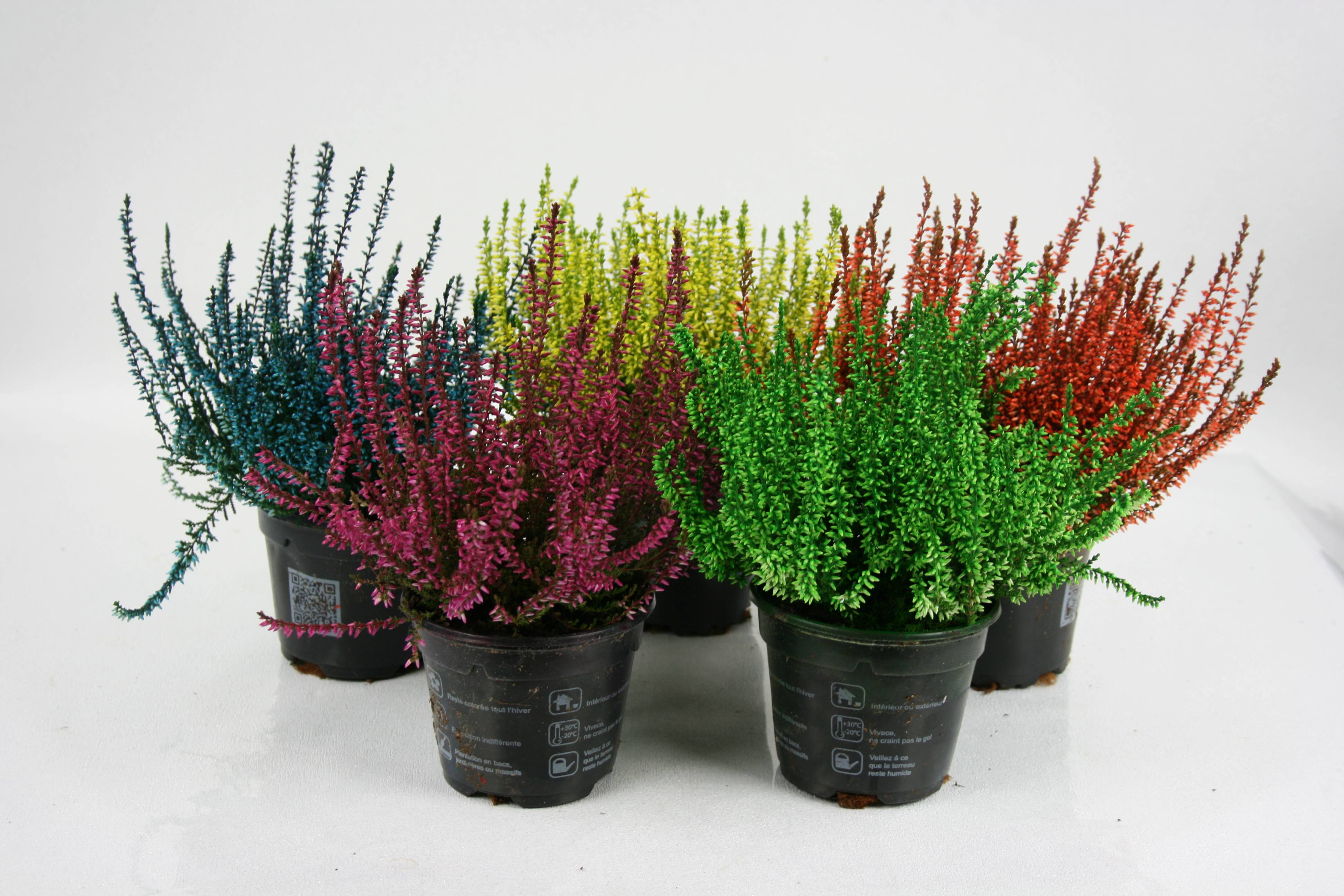 Fleuron D'Anjou - Bruyère calluna teintée pot 10,5 cm