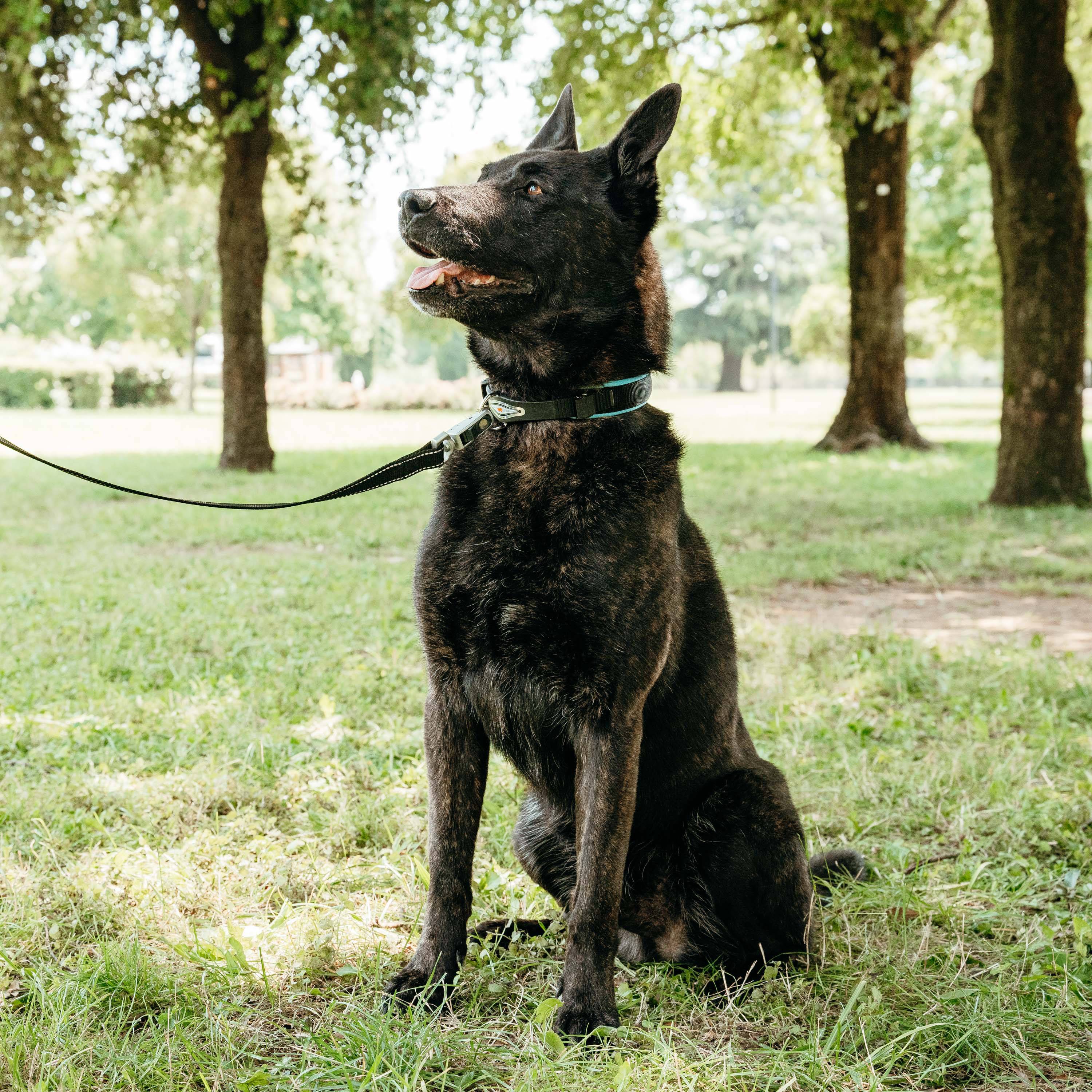 Ferplast - Collier Ergonomique pour Chiens ERGOFLUO C25/51 avec Rembourrage et Fermeture à Micro-régulation - Image 3