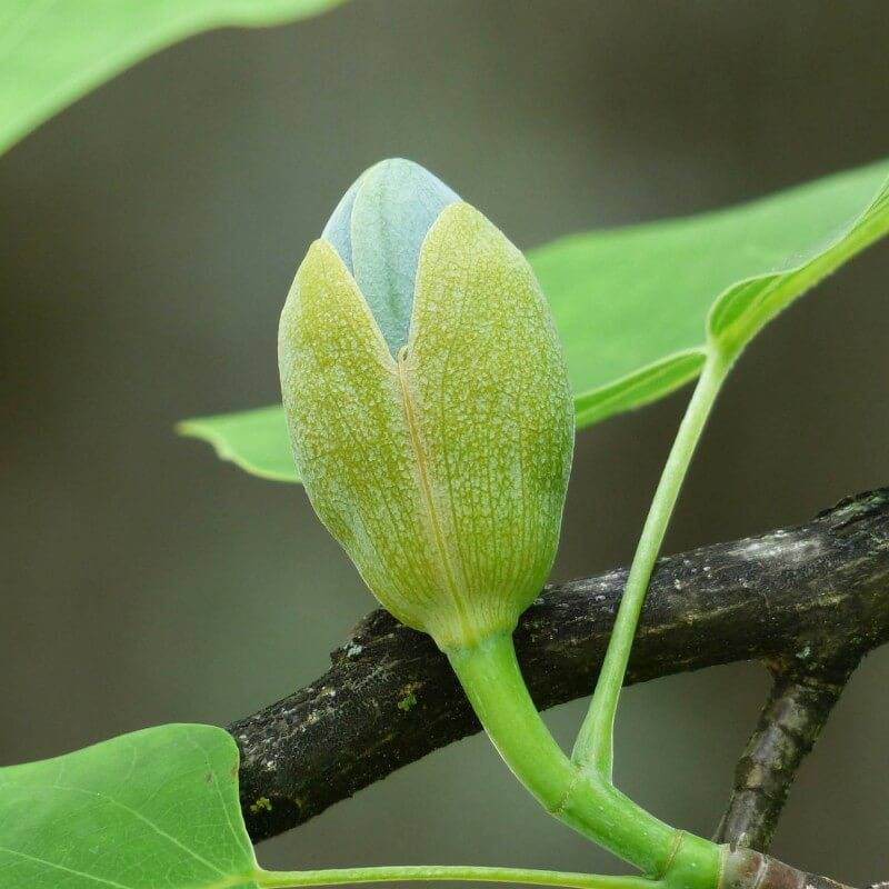 Tulipier de Virginie (Liriodendron tulipifera) - Godet - Taille 20/40cm - Pépinières Naudet - Image 3