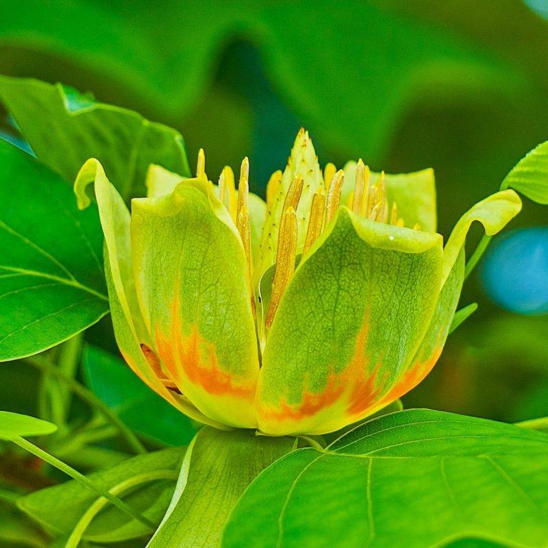 Tulipier de Virginie (Liriodendron tulipifera) - Godet - Taille 20/40cm - Pépinières Naudet - Image 1