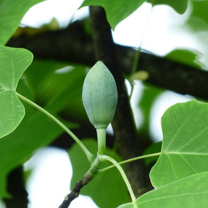 Tulipier de Virginie (Liriodendron tulipifera) - Godet - Taille 20/40cm - Pépinières Naudet - Image 4