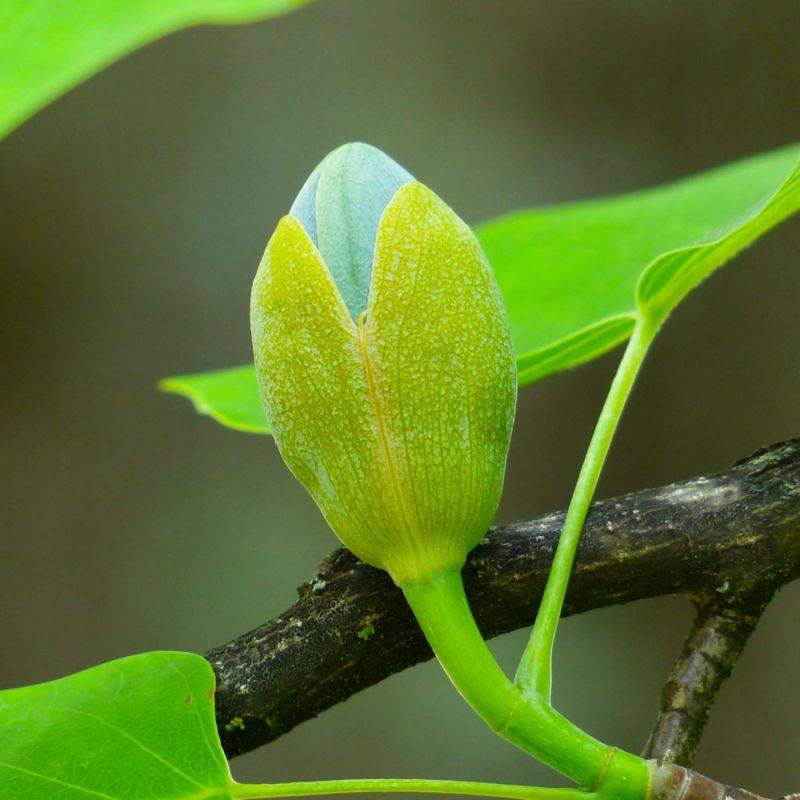 Tulipier de Virginie (Liriodendron tulipifera) - Godet - Taille 20/40cm - Pépinières Naudet - Image 2