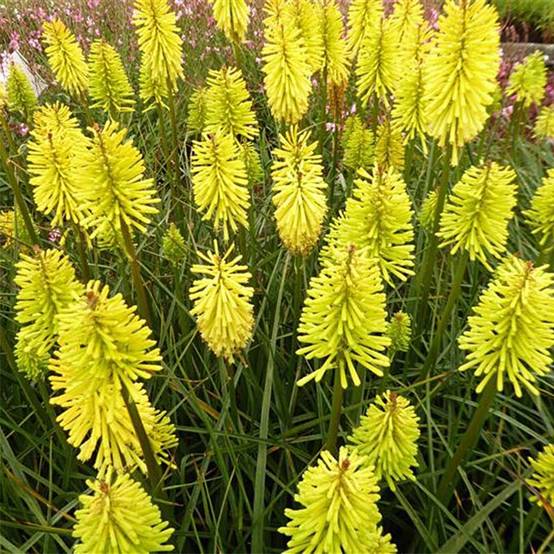 Kniphofia Dorset Sentry - Tritoma Godet de 8/9 cm