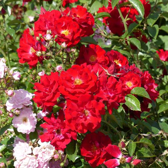 Promesse de Fleurs - Rosier couvre-sol Mainaufeuer Pot de 4L/5L