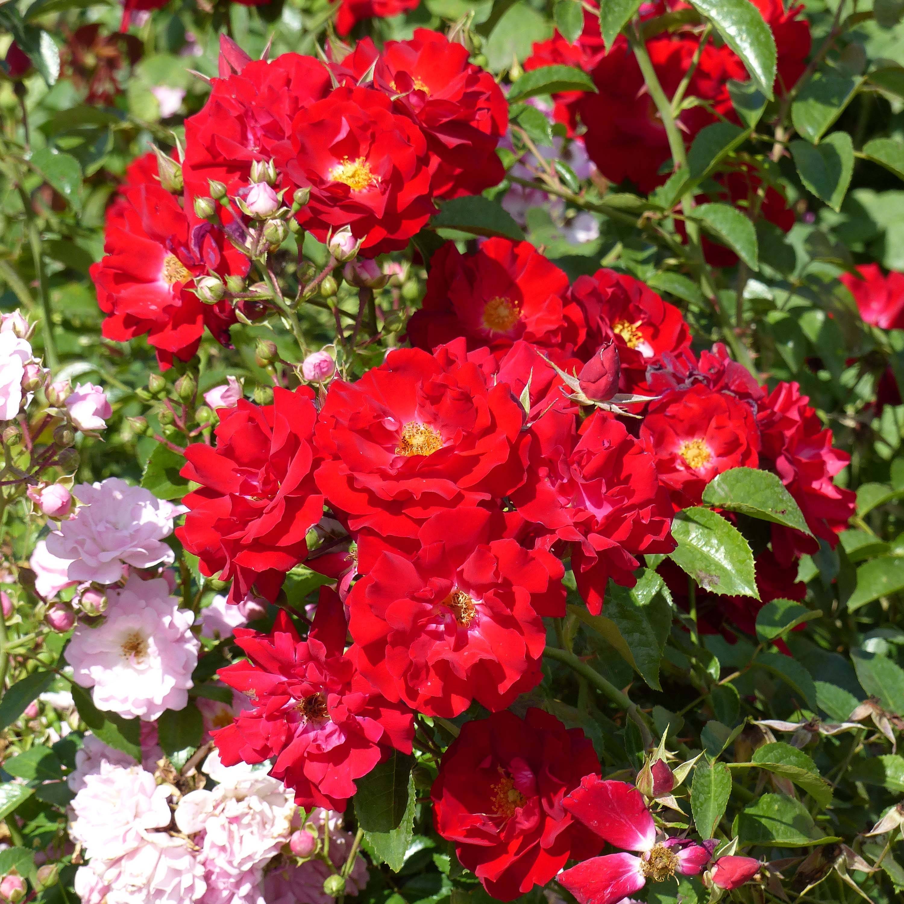 Promesse de Fleurs - Rosier couvre-sol Mainaufeuer Pot de 4L/5L