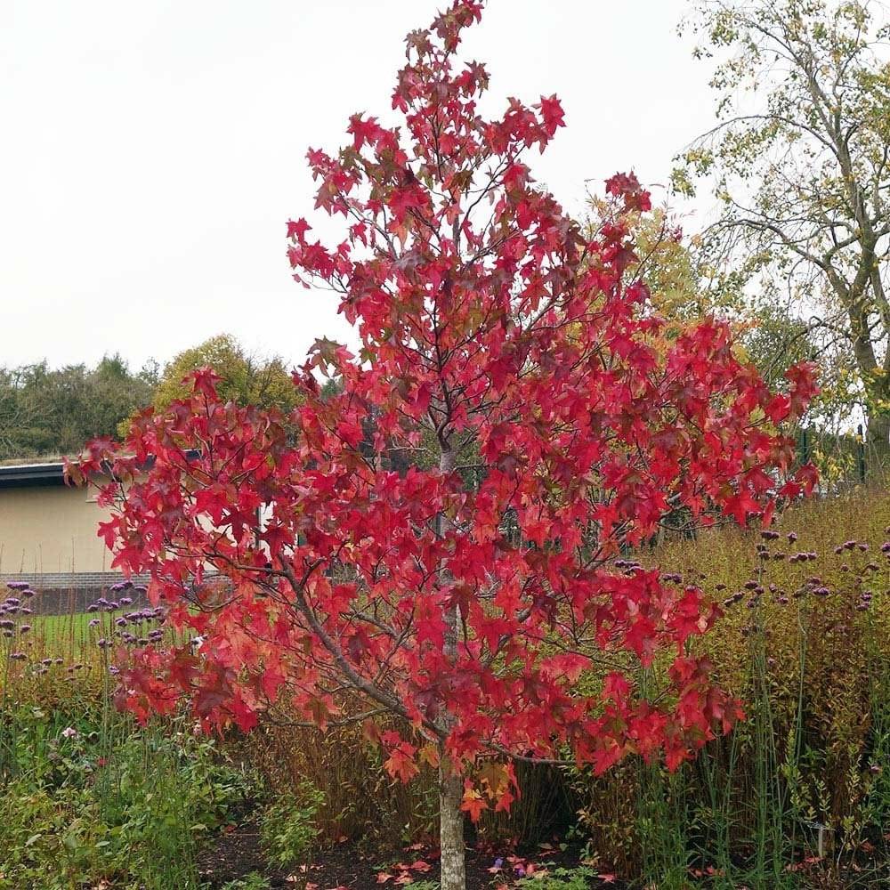 Promesse de Fleurs - Liquidambar styraciflua Lane Roberts - Copalme d'Amérique Pot de 2L/3L - Image 1