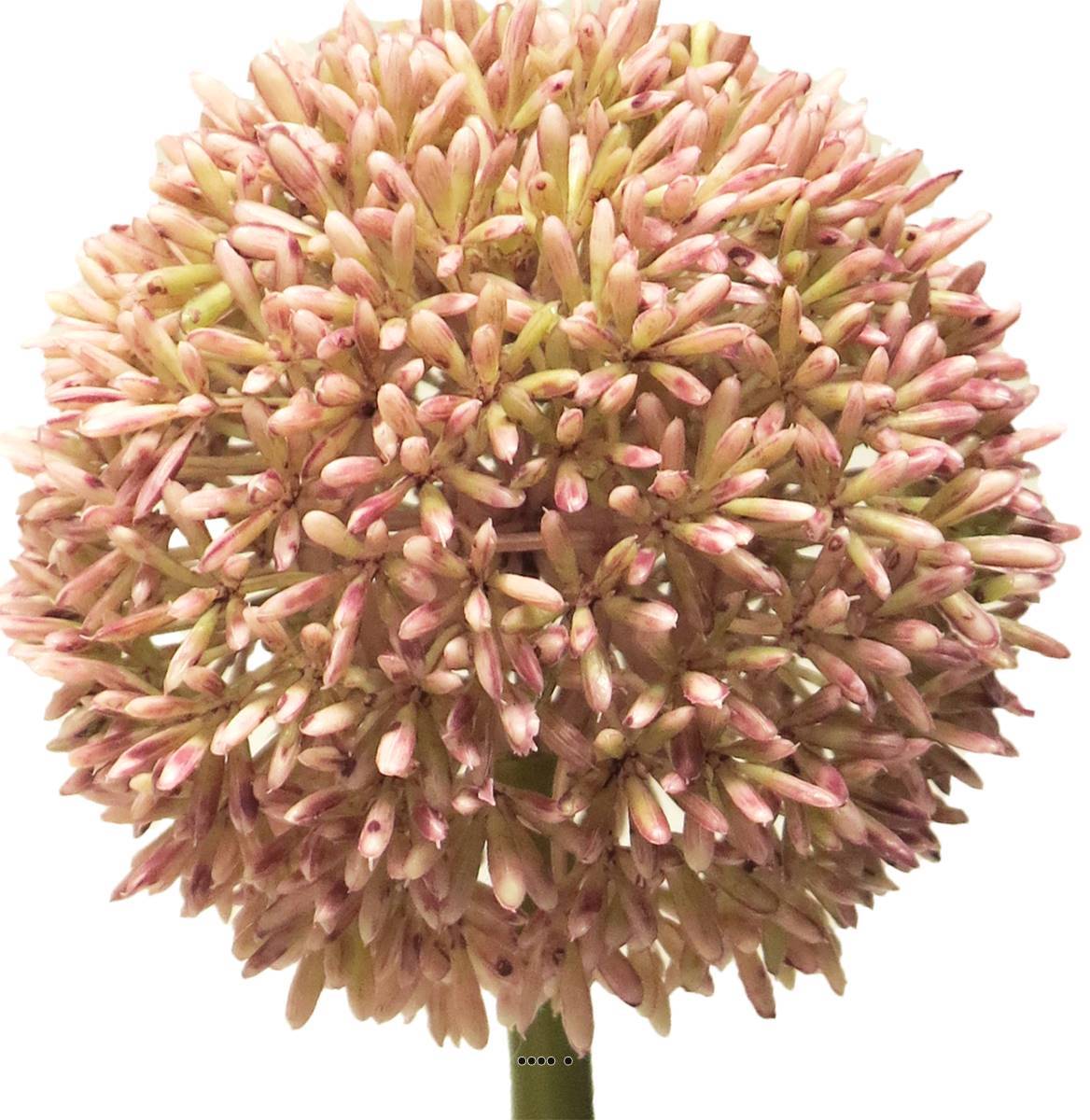 Artificielles - Allium artificiel en tige, spécial grande taille, H 68 cm Rose - BEST - couleur: Rose - Imagen 3