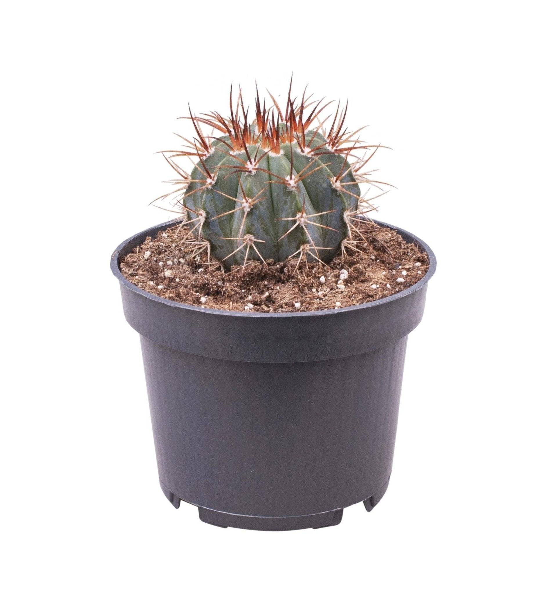 La Green Touch - Melocactus Azureus h17.0cm- La Green Touch