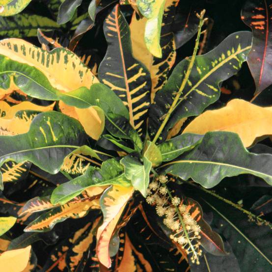 Gardenersdream - Codiaeum Sunny Star | Croton De 30 À 40 Cm | Plante Pour La Maison Ou Le Bureau - GardenersDream - Image 1