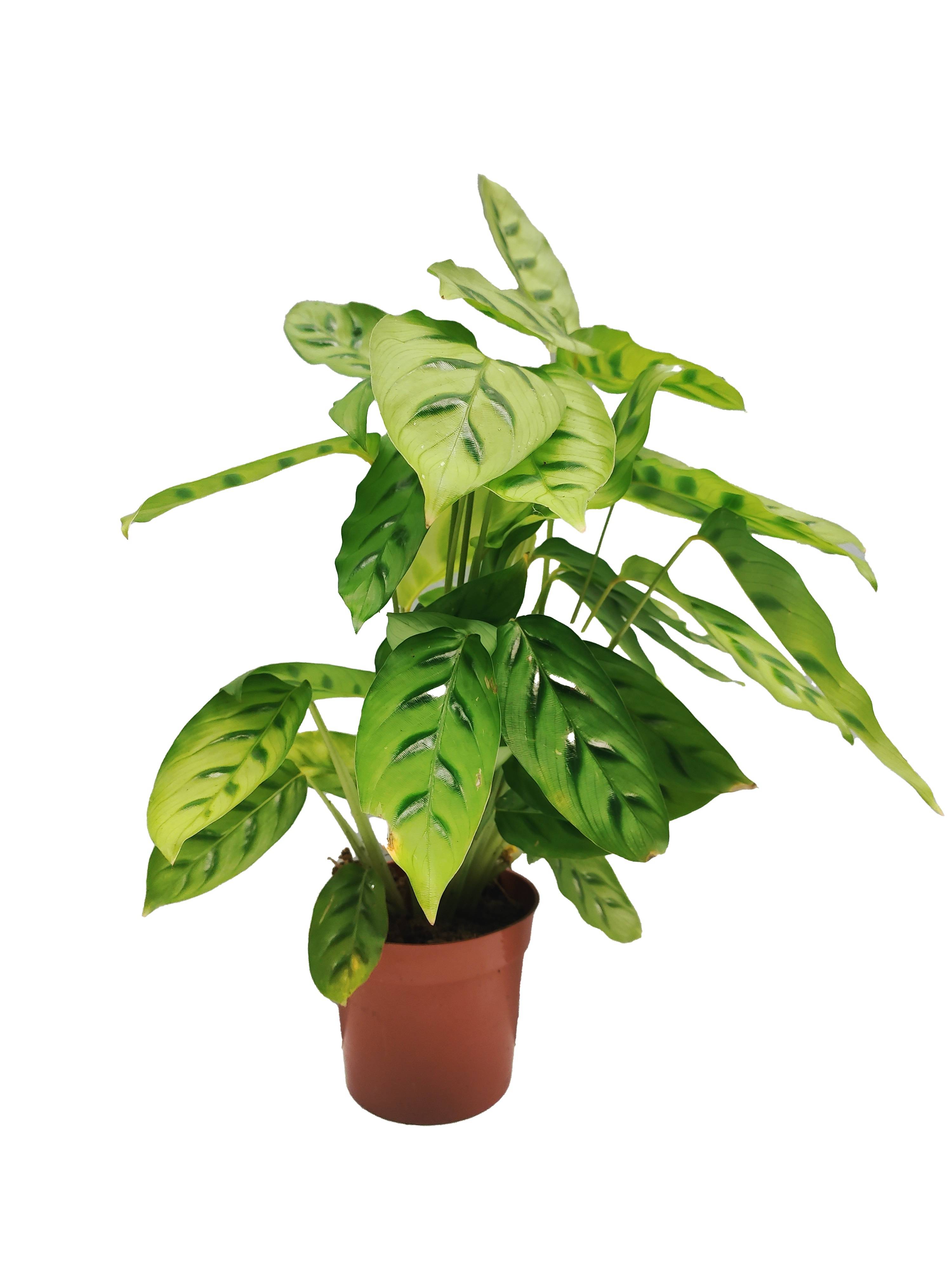 Horti-Flandre - Calathea Leopardina Pot 12cm