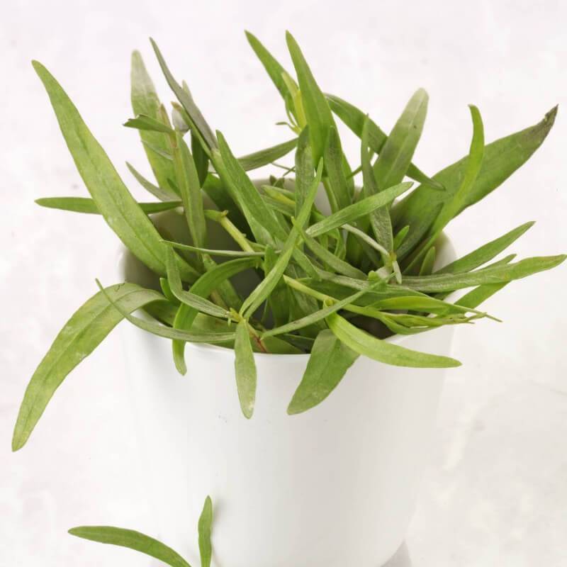 Estragon (Artemisia Dracunculus) - Godet 9cm - Taille 20/40cm - Pépinières Naudet - Imagen 2
