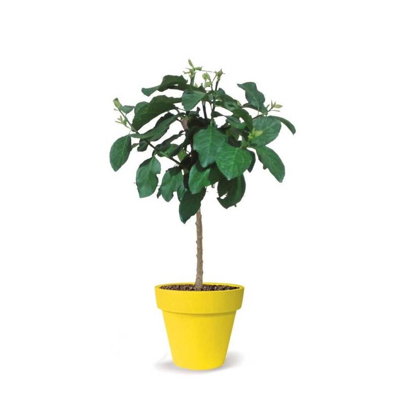 Prunier nain Prunélla - Nains de jardins® - Bon rendement - Pot de 5L - 40/80 cm - De 1,50 m à 2,00 m - Image 9