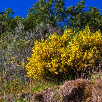 Graines de Genêt à balais - Cytisus scoparius le sachet de 55 graines environ (1.3g)