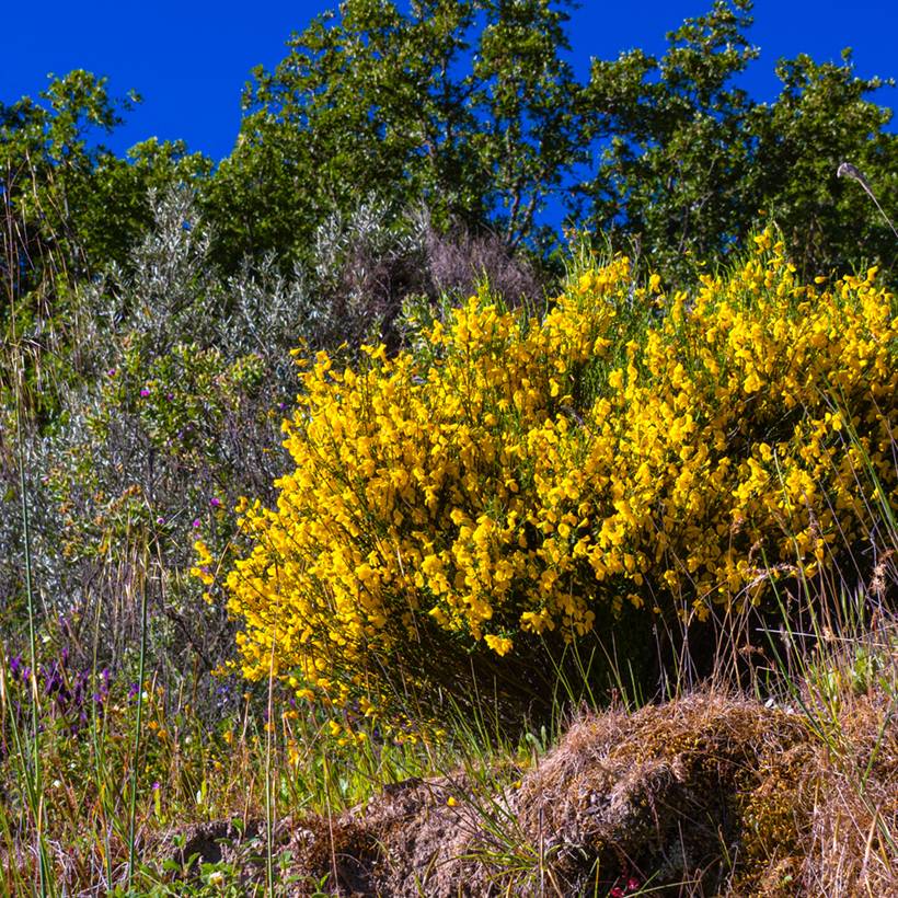 Graines de Genêt à balais - Cytisus scoparius le sachet de 55 graines environ (1.3g)