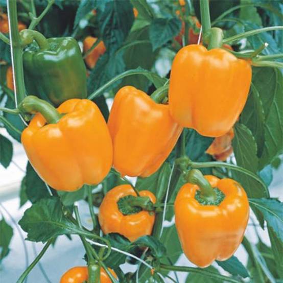 Poivron Orange Horizon le sachet de 25 graines environ