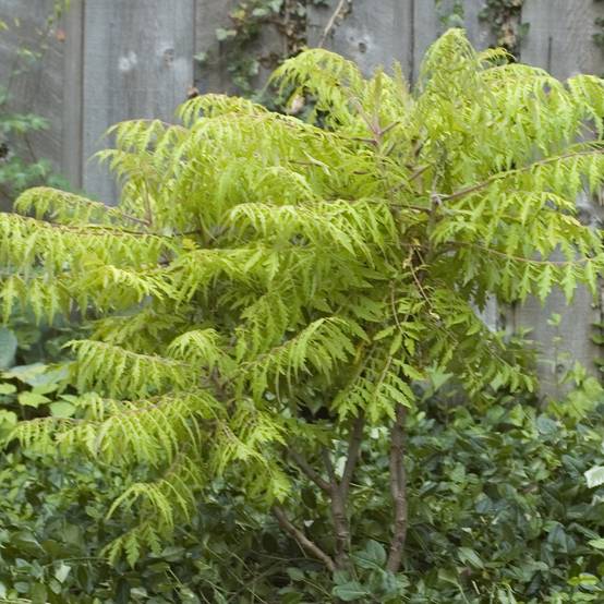 Sumac de Virginie Tiger Eyes - Rhus typhina Pot de 3L/4L - Image 1