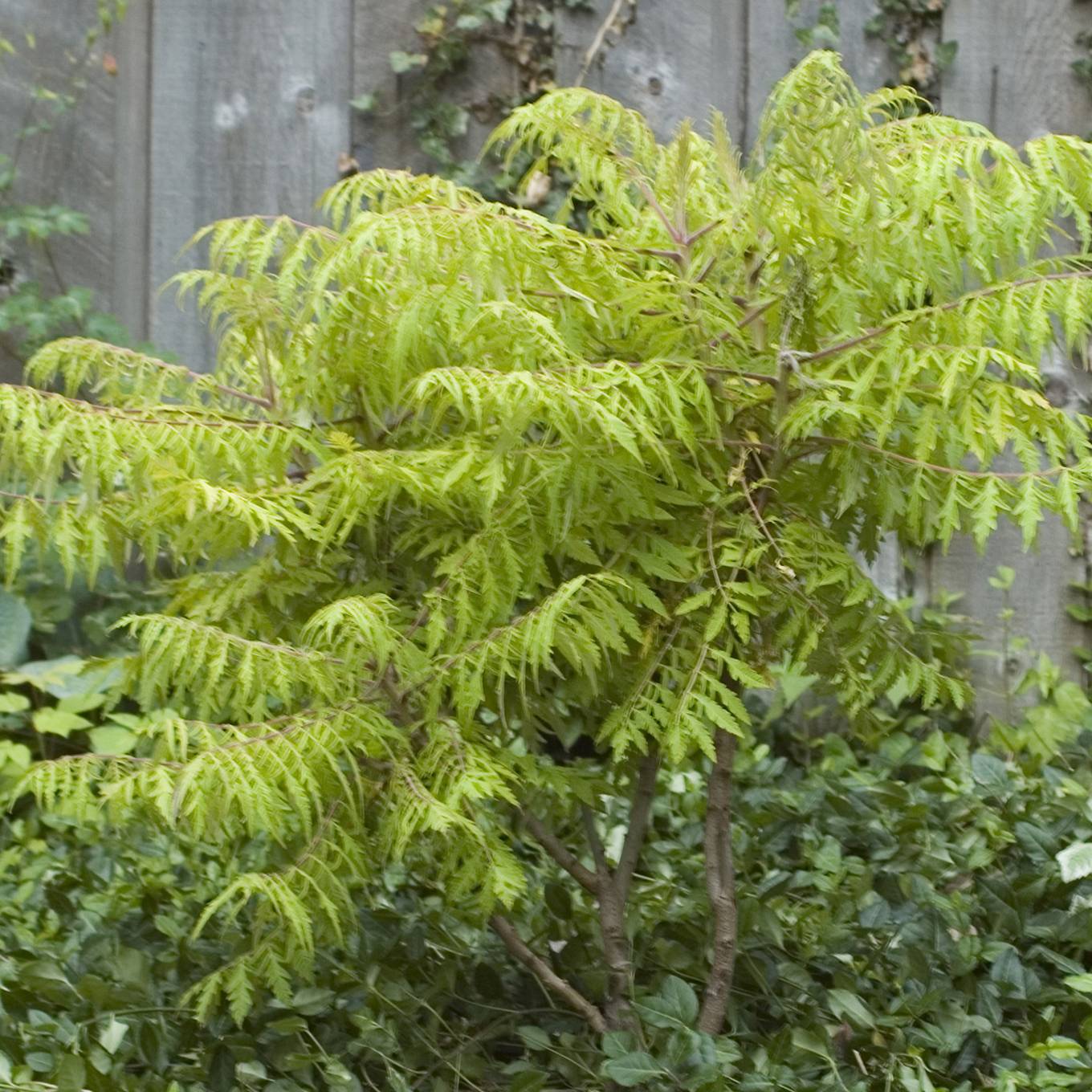 Sumac de Virginie Tiger Eyes - Rhus typhina Pot de 3L/4L - Image 1