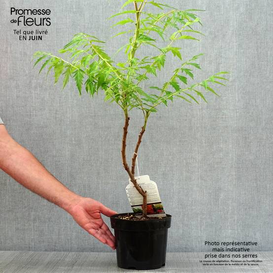 Sumac de Virginie Tiger Eyes - Rhus typhina Pot de 3L/4L - Image 2