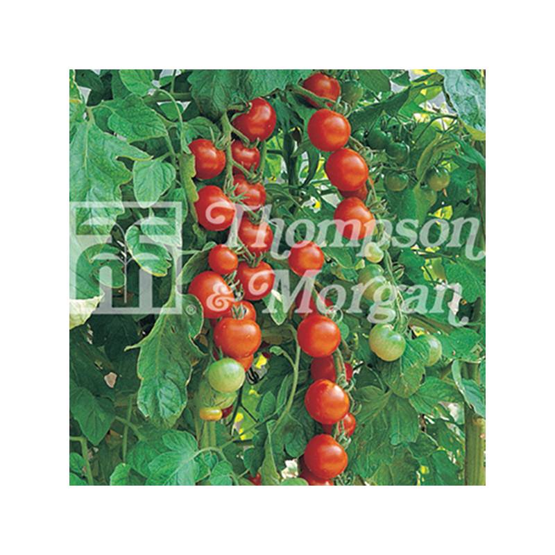 Tomate Gardeners Delight - Tomate-cerise le sachet de 30 graines environ