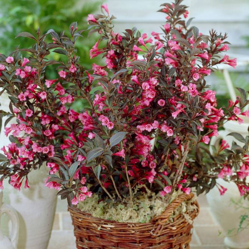 Weigela Alexandra®, Weigelia à fleurs Rouge - feuillage Caduc - Pot de 3L - 40/60 cm- hauteur à maturité De 1,50 m à 2,00 m - Image 1